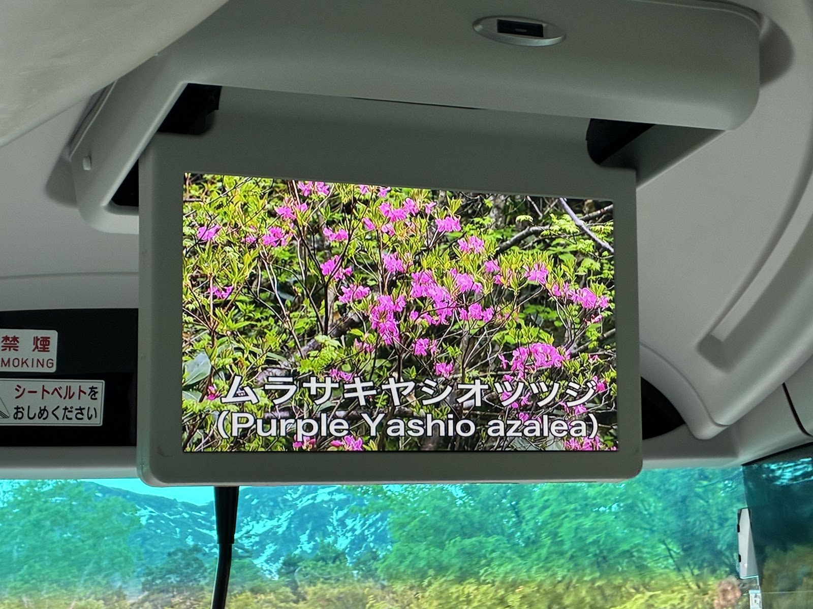 立山高原バスの車内モニター。ムラサキヤシオツツジの案内